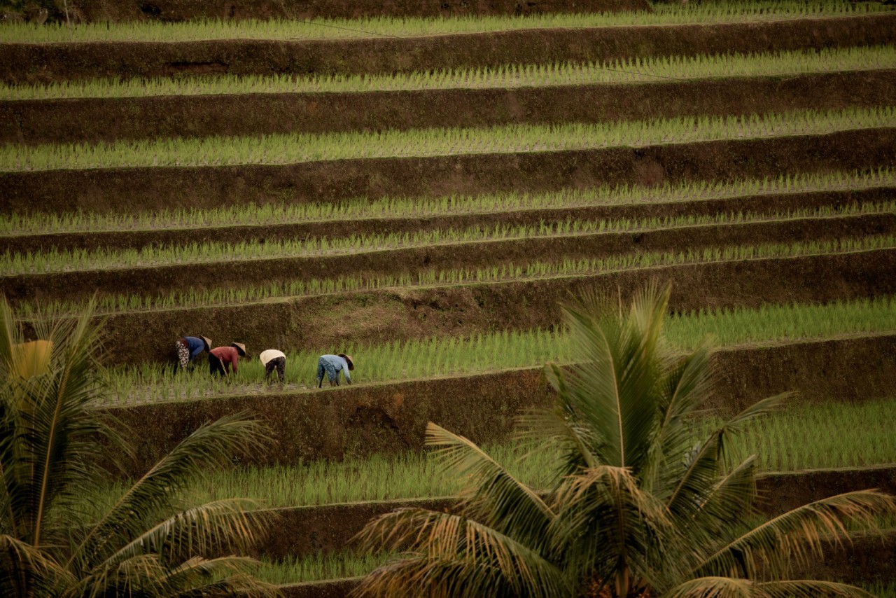 rice-farmers-loan-and-financial-assistance