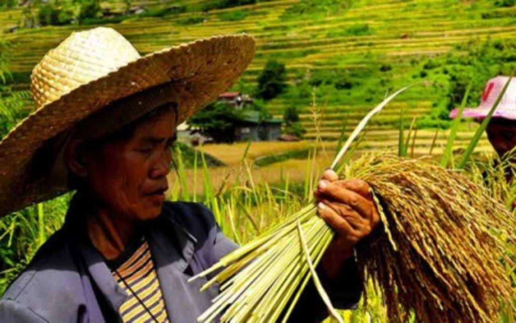 applying-for-the-da-acpc-agripinay-loan