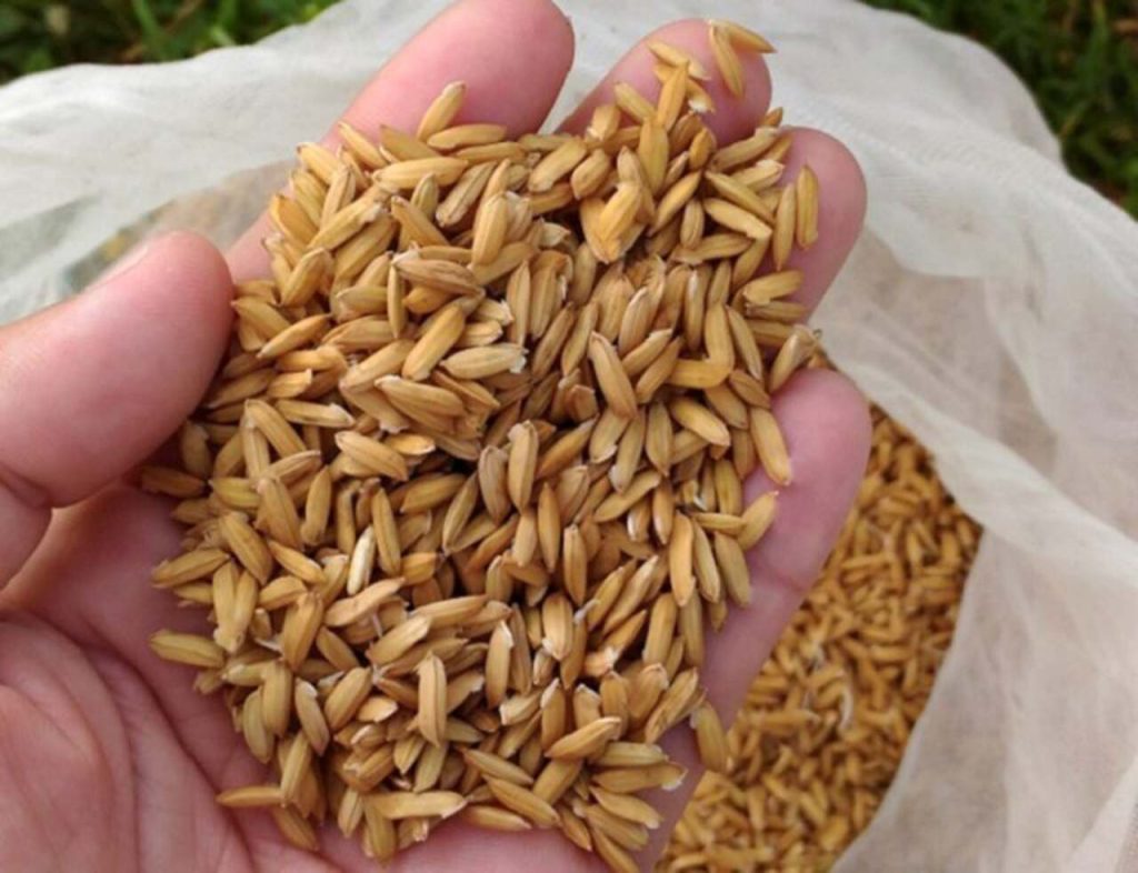 rcef-seed-program