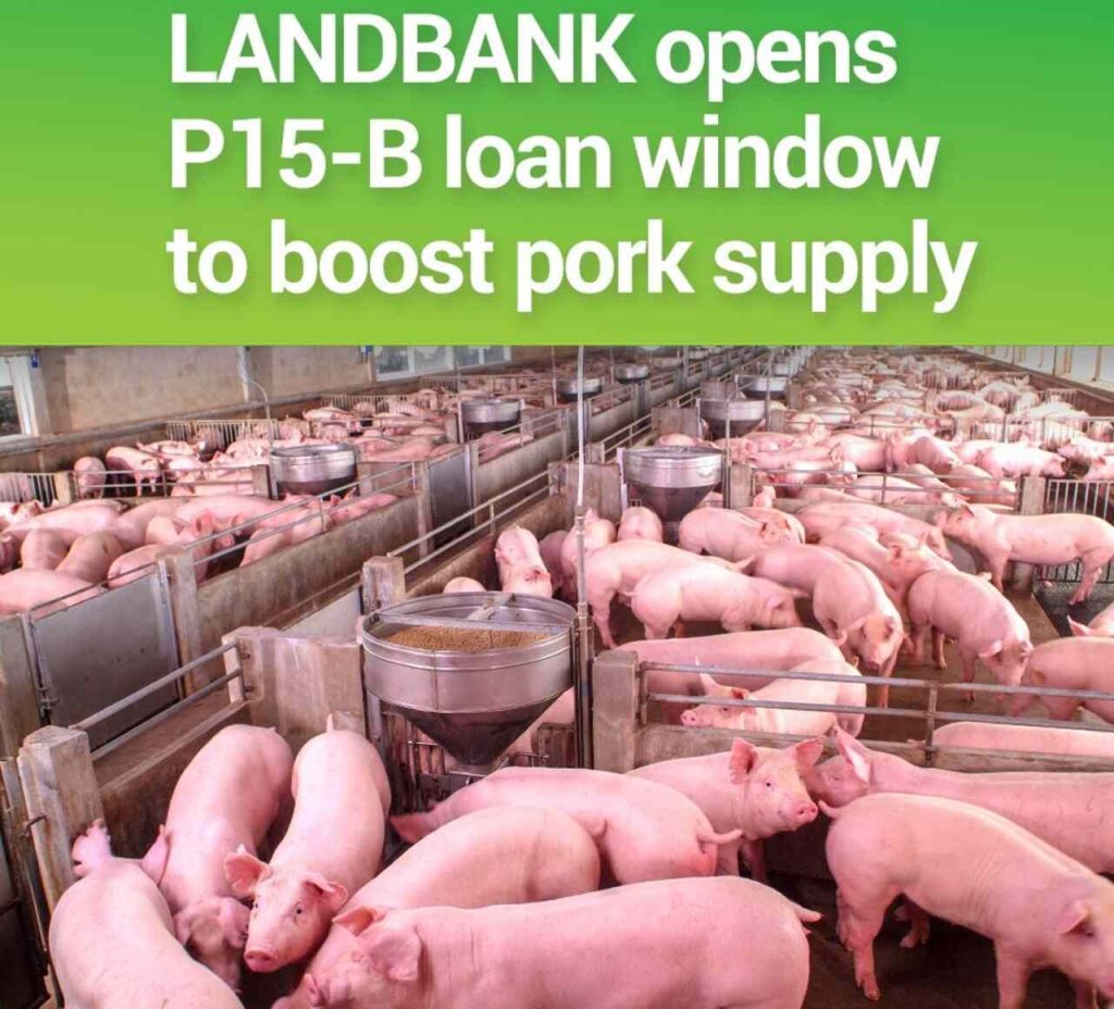 swine-lending-program-hogs